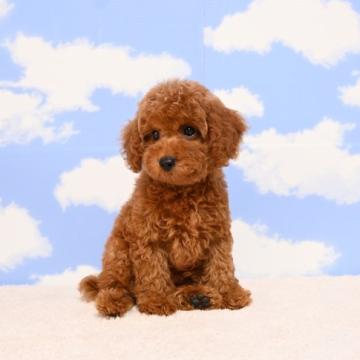 トイプードル(トイ)【愛媛県・男の子・2022年8月19日・レッド】の写真「元気いっぱい甘えん坊の男の子です🐶💓」