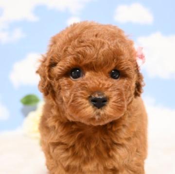 トイプードル(トイ)【愛媛県・女の子・2022年8月20日・レッド】の写真「とっても愛くるしいお顔してます💖」