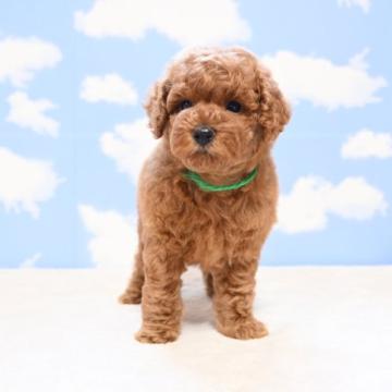 トイプードル(トイ)【愛媛県・男の子・2022年8月20日・レッド】の写真「お腹なでなで大好き甘えん坊くん❤️」