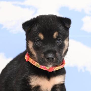 四国本川犬【愛媛県・男の子・2022年7月25日・黒】の写真「四国犬の一種です🐕」