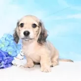 カニンヘンダックスフンド(ロング)【愛媛県・男の子・2024年5月6日・シェーデッドイエロー】の写真1