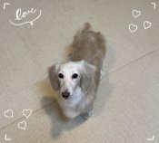 ミニチュアダックスフンド(ロング)【・女の子・2024年2月3日・イエロー】