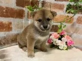 柴犬(標準サイズ)【愛媛県・女の子・2021年8月22日・赤】の写真3
