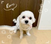 マルチーズ【・男の子・2023年8月10日・ホワイト】