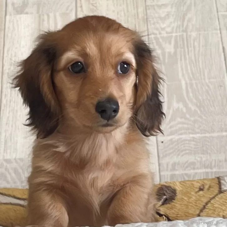 K.W 様のお迎えした子犬