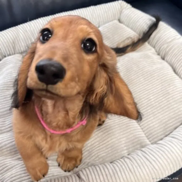 S.O 様のお迎えした子犬