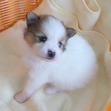 ポメラニアン【奈良県・男の子・2020年8月8日・パーティー】の写真「珍しいカラーのポメ君♪」