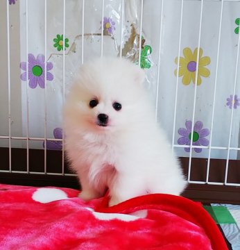 ポメラニアン【奈良県・男の子・2020年12月21日・クリーム】の写真「オチャメなポメちゃん✨」