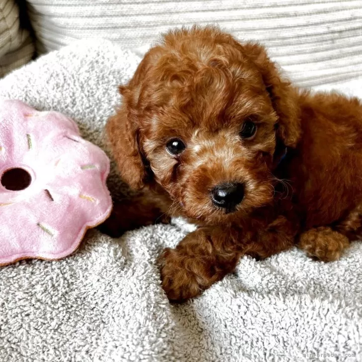 ID:2506-04430の子犬