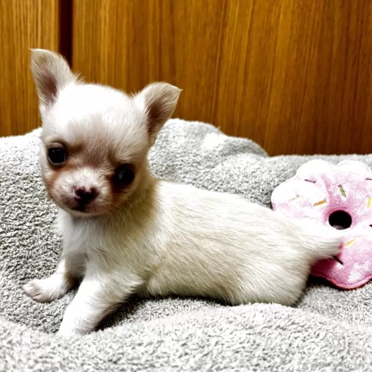 ID：2507-00883の子犬