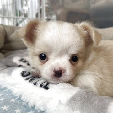 チワワ(ロング)【愛知県・男の子・2025年4月25日・クリームホワイト】の写真「6/29（日）以降のお引き渡し予定です。」