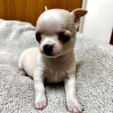 チワワ(スムース)【愛知県・男の子・2025年5月11日・クリーム】の写真「7/15日（火）以降のお引き渡し予定です。」