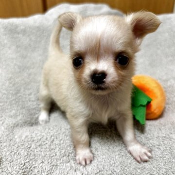 チワワ(ロング)【愛知県・女の子・2025年5月11日・クリーム】の写真「7/15日（火）以降のお引き渡し予定です。」