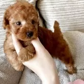 タイニープードル