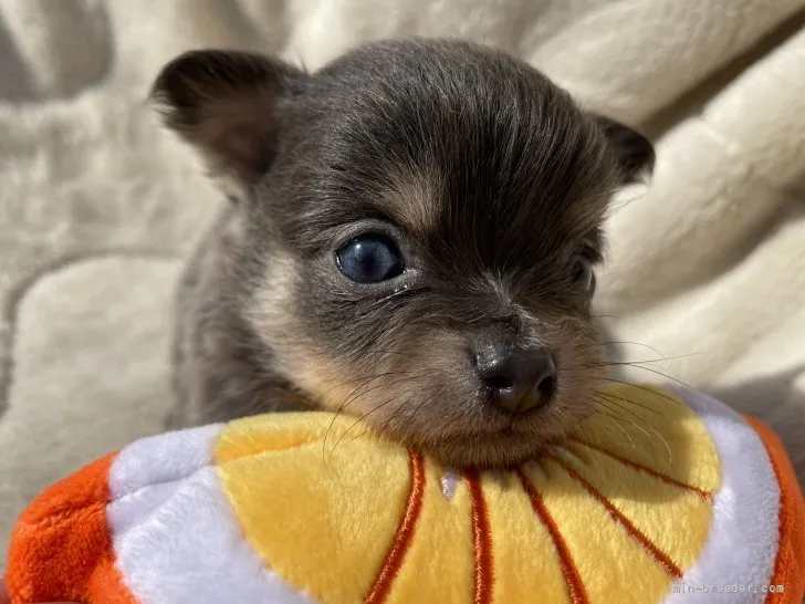 ID:2111-02407の子犬