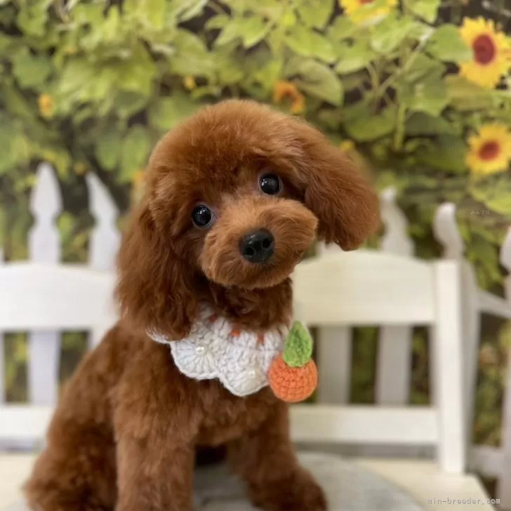 ID：2405-01310の子犬