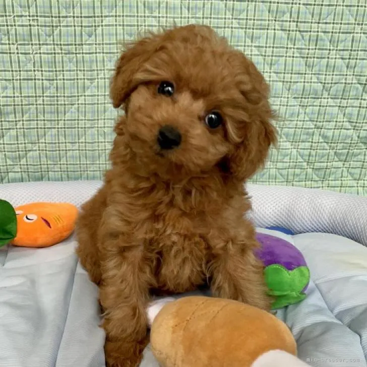 ID:2207-02860の子犬