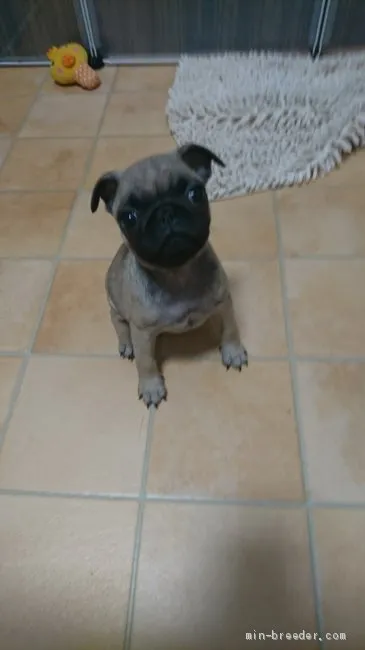 ID:2002-00736の子犬
