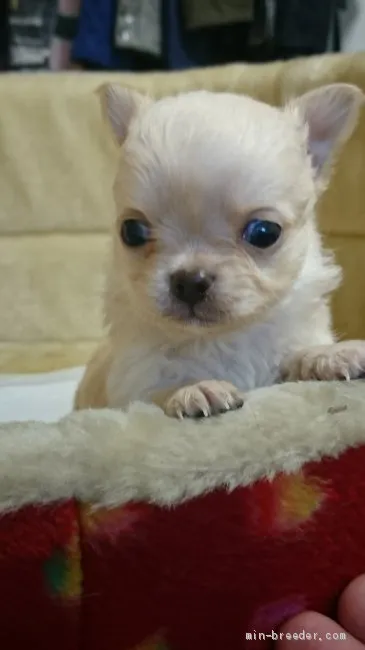 T.M 様のお迎えした子犬