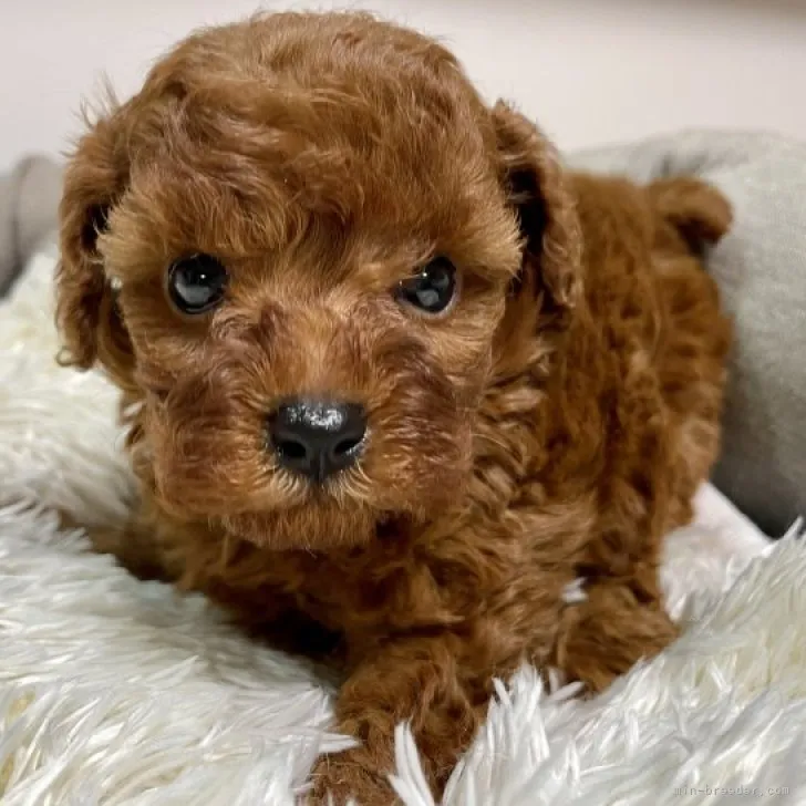 ID：2310-05656の子犬