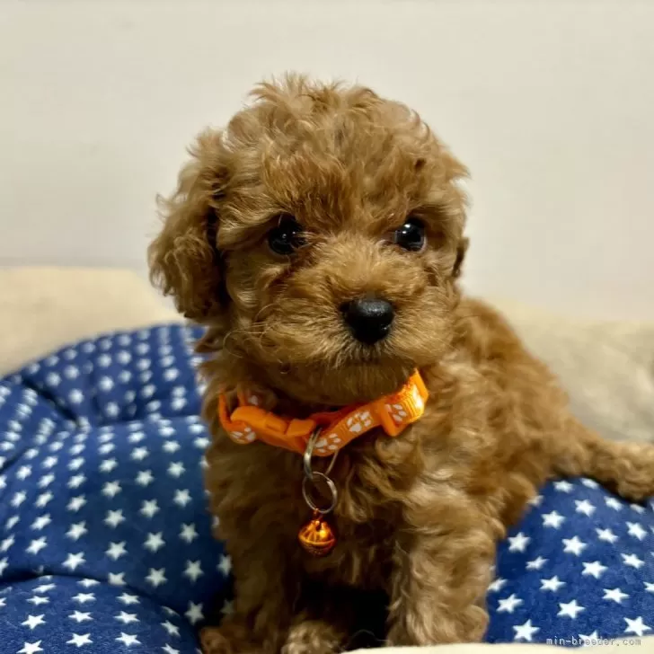 ID:2409-00463の子犬