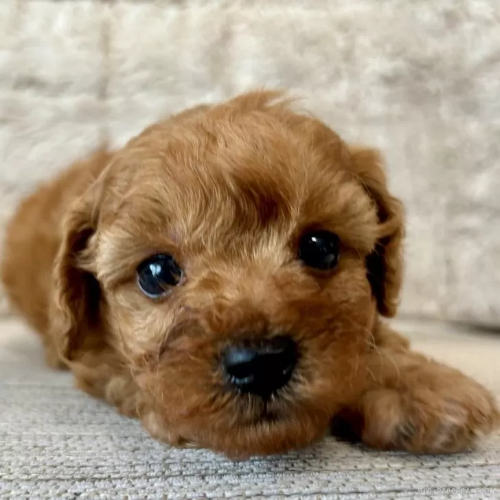 ID：2405-01309の子犬