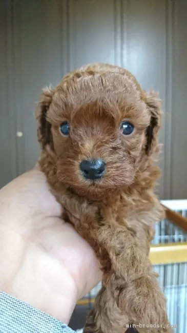 ID：2010-02103の子犬
