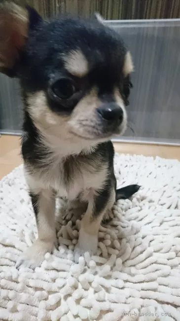 ID：1912-02071の子犬