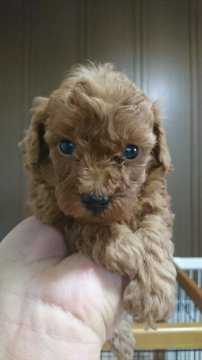 トイプードル(タイニー)【愛知県・男の子・2020年10月13日・レッド】の写真「１２/１7日以降お引き渡し　可　です。」