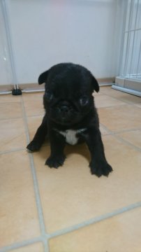 パグ【愛知県・男の子・2020年8月14日・ブラック】の写真「１０/１８日以降にお迎え　可です。」