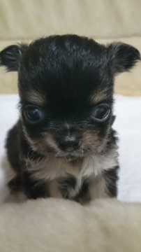 チワワ(ロング)【愛知県・男の子・2020年3月13日・ブラックタンホワイト】の写真「5/18以降お渡し可　とっても小さいです。」