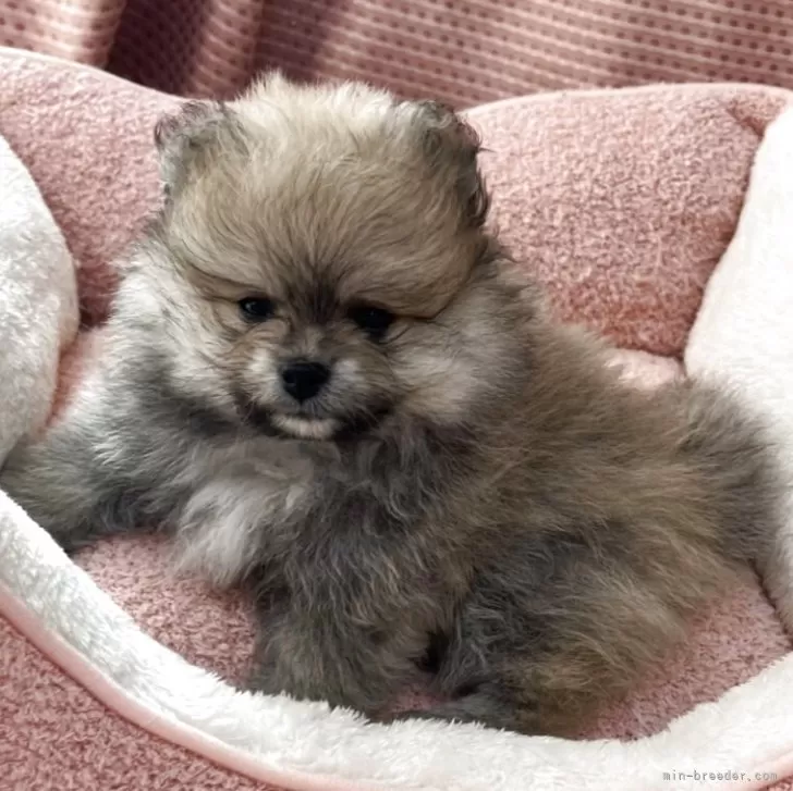 ポメラニアン【香川県・男の子・2025年9月23日・オレンジ】の写真1