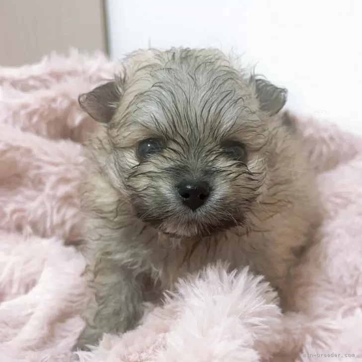 ID:2505-04861の子犬