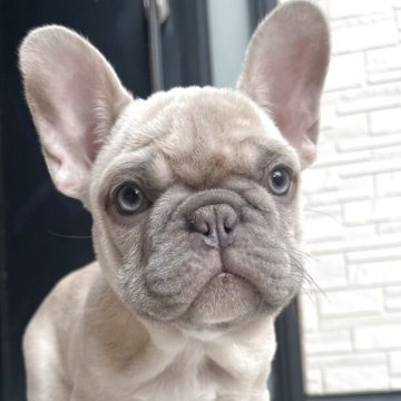 フレンチブルドッグ【香川県・女の子・2025年8月27日・シャンパン】の写真「小ぶりで綺麗なシャンパンカラーの女の子❤️」