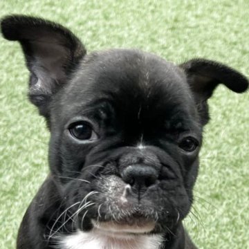 フレンチブルドッグ【香川県・男の子・2025年9月8日・ブリンドル】の写真「可愛ぃお顔立ちの人懐っこい甘えん坊Boy 🍀」