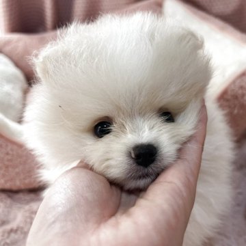 ポメラニアン【香川県・男の子・2025年9月23日・クリーム】の写真「モフモフ甘えん坊男の子‼️」