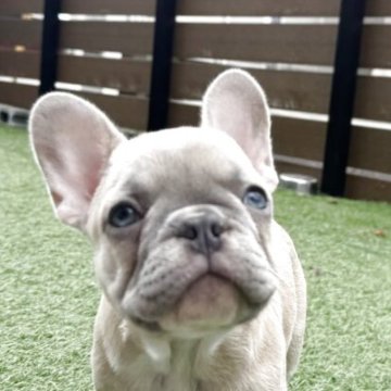 フレンチブルドッグ【香川県・女の子・2025年8月27日・シャンパン】の写真「綺麗なシャンパンカラーの女の子❤️」