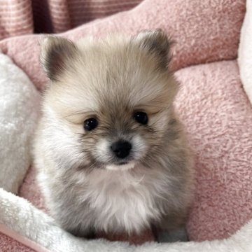 ポメラニアン【香川県・男の子・2025年9月23日・オレンジ】の写真「まんまるフェイスでぬいぐるみみたいな可愛さ‼️」