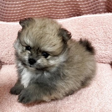 ポメラニアン【香川県・男の子・2025年9月23日・オレンジ】の写真「毛量たっぷり、まんまるフェイス‼️」