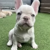 フレンチブルドッグ