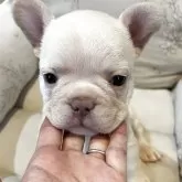 フレンチブルドッグ