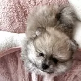 ポメラニアン【香川県・男の子・2025年9月23日・オレンジ】の写真6