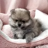 ポメラニアン【香川県・男の子・2025年9月23日・オレンジ】の写真8