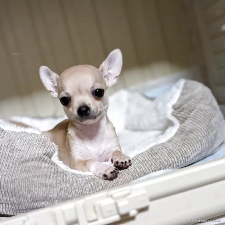 チワワ(スムース)【秋田県・女の子・2025年7月22日・フォーン】の写真1「体重1050g（11/22）です。お目々の大きな可愛い女の子です。両親チャンピオンです☺」