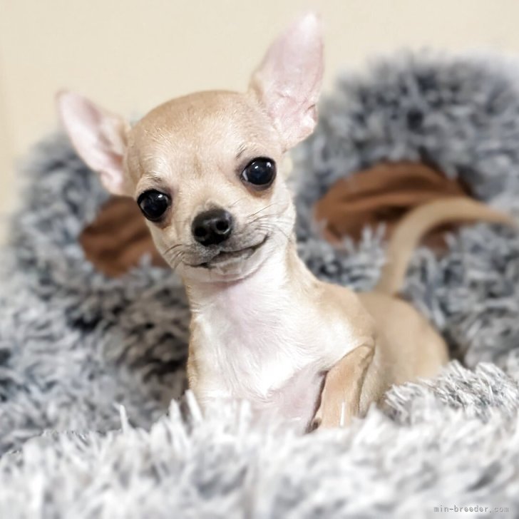 ブリーダー画像