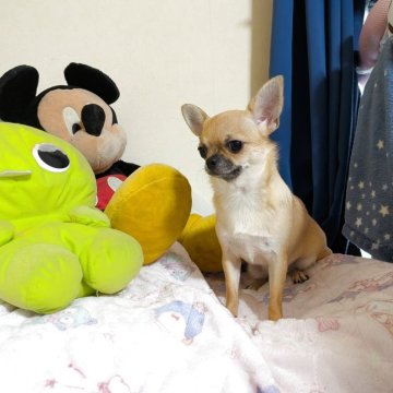 チワワ(スムース)【秋田県・女の子・2024年12月3日・フォーン】の写真「両親チャンピオンです。」