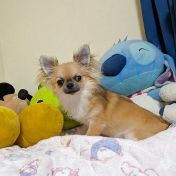 チワワ(ロング)【秋田県・男の子・2024年12月3日・レッド】の写真「両親チャンピオンです」