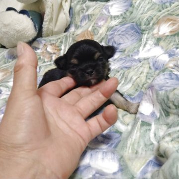 チワワ(ロング)【秋田県・男の子・2025年8月5日・ブラックタン】の写真「ブラックタンの可愛い男の子です。」