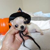 チワワ(スムース)