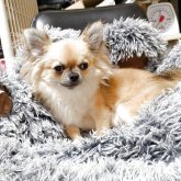 チワワ(ロング)